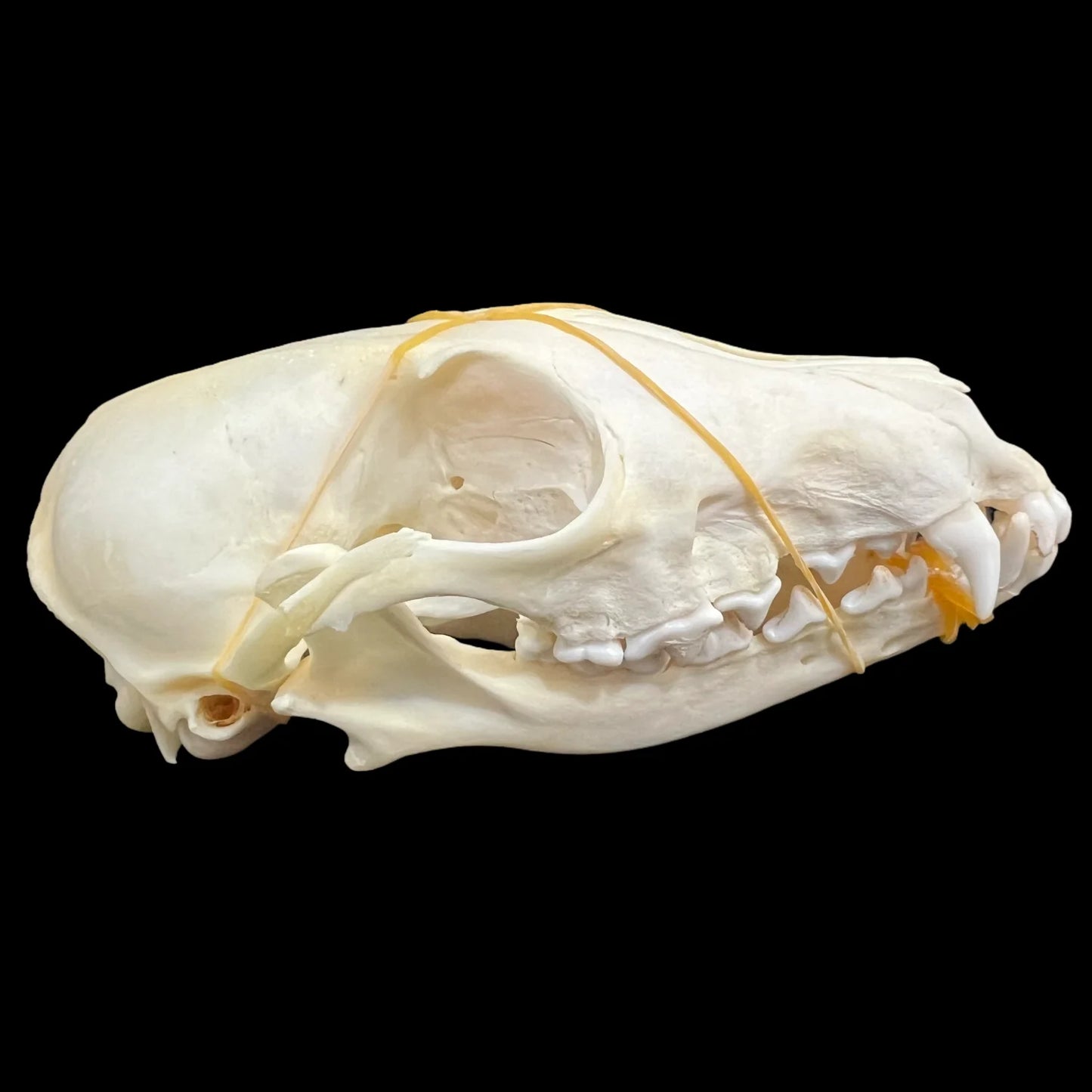 1-100 pcs Real Fox Skull Animal Bones Home Decor, Specimen Collectibles Study, Special Gifts DIY