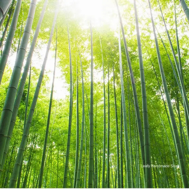 100PCS 20/30CM Disposable Bamboo Skewers Wooden Grill Grilling Bbq Tools Outdoor Cooking BBQ Sticks Barbecue Tools Fruit Sticks