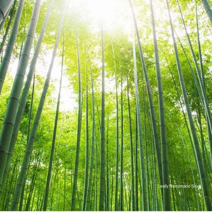 100PCS 20/30CM Disposable Bamboo Skewers Wooden Grill Grilling Bbq Tools Outdoor Cooking BBQ Sticks Barbecue Tools Fruit Sticks