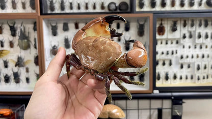 Menippe Rumphii Real Crab Specimen Special Handicrafts Collectors Home Decor Ornament Desk Decoration Customized