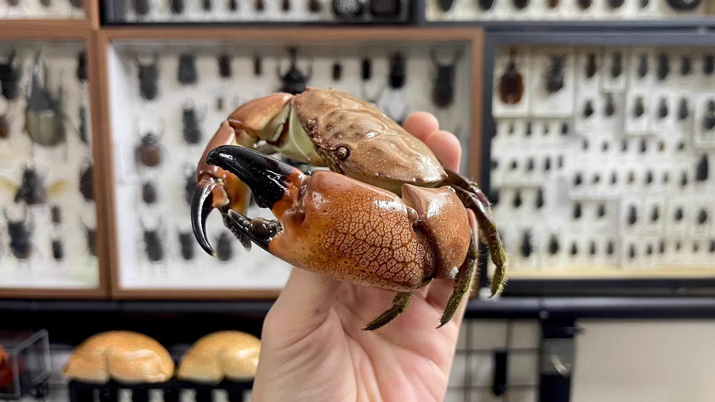 Menippe Rumphii Real Crab Specimen Special Handicrafts Collectors Home Decor Ornament Desk Decoration Customized