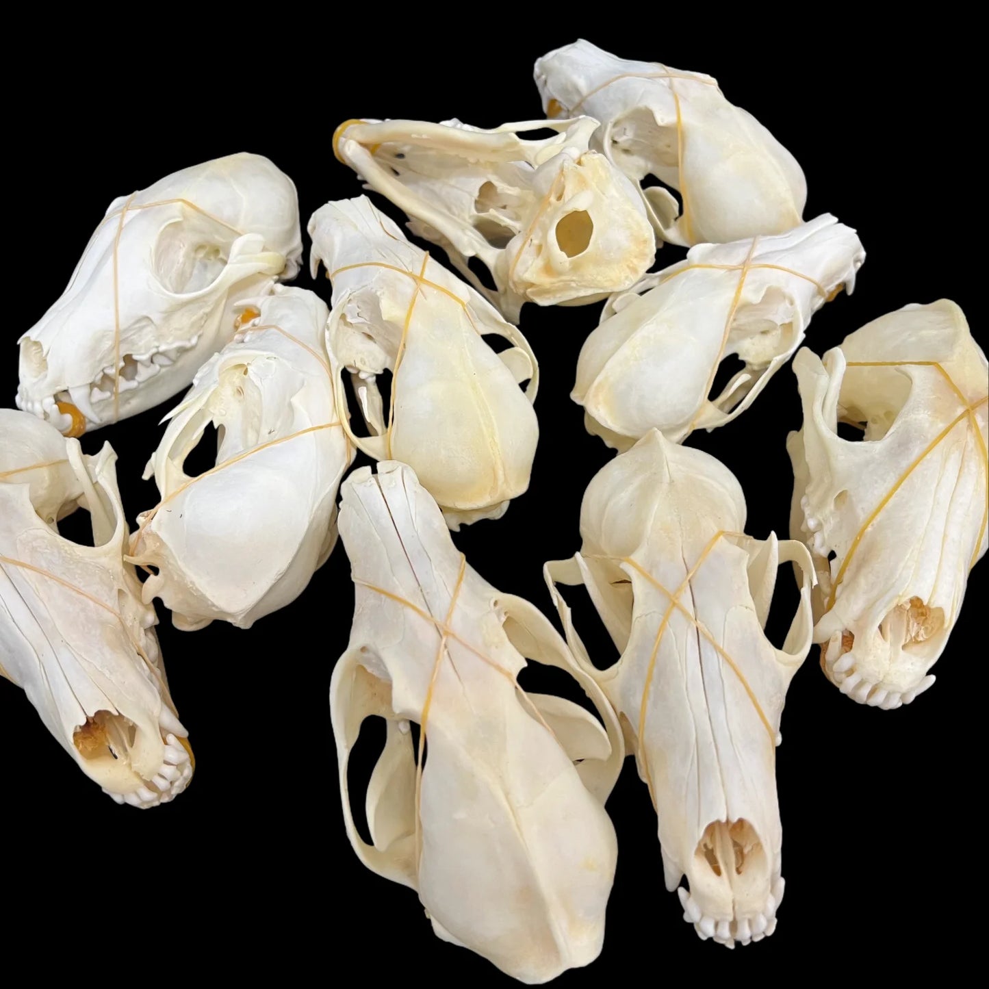1-100 pcs Real Fox Skull Animal Bones Home Decor, Specimen Collectibles Study, Special Gifts DIY