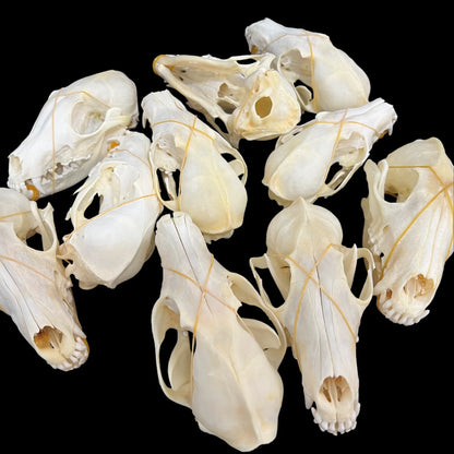 1-100 pcs Real Fox Skull Animal Bones Home Decor, Specimen Collectibles Study, Special Gifts DIY