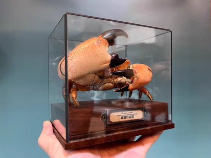 Menippe Rumphii Real Crab Specimen Special Handicrafts Collectors Home Decor Ornament Desk Decoration Customized
