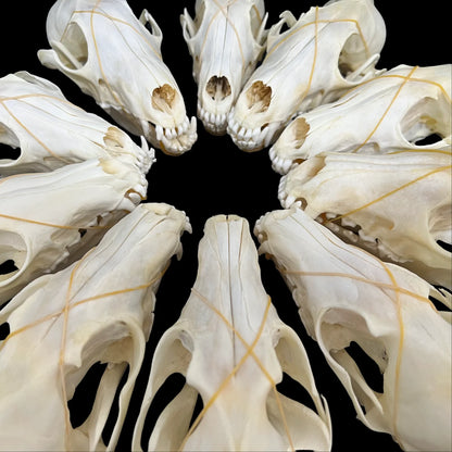 1-100 pcs Real Fox Skull Animal Bones Home Decor, Specimen Collectibles Study, Special Gifts DIY
