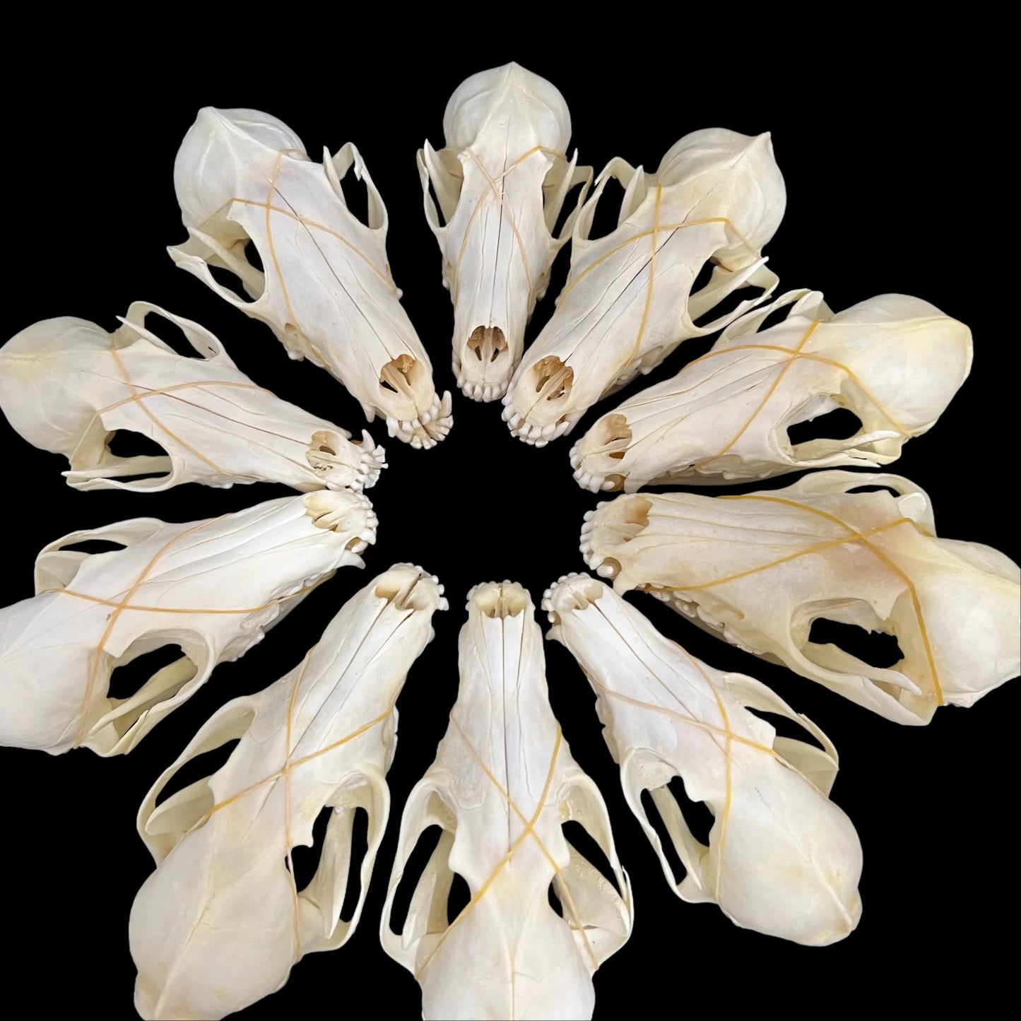 1-100 pcs Real Fox Skull Animal Bones Home Decor, Specimen Collectibles Study, Special Gifts DIY