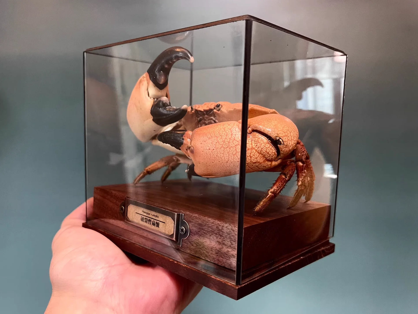 Menippe Rumphii Real Crab Specimen Special Handicrafts Collectors Home Decor Ornament Desk Decoration Customized