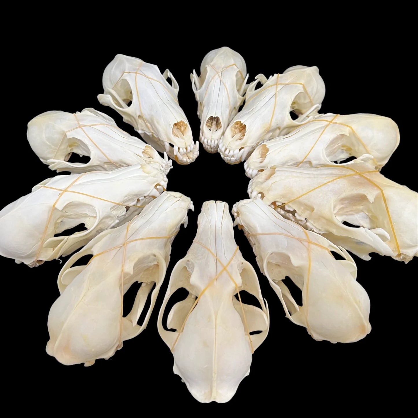 1-100 pcs Real Fox Skull Animal Bones Home Decor, Specimen Collectibles Study, Special Gifts DIY