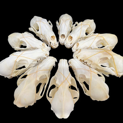 1-100 pcs Real Fox Skull Animal Bones Home Decor, Specimen Collectibles Study, Special Gifts DIY