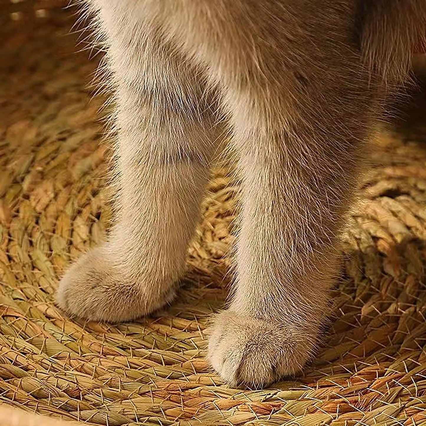Cat Basket Bed Cotton Rope Round Bed for Cat Sleep with Pillow All Season Indoor Weaving Pet Resting Scratching Sleeping