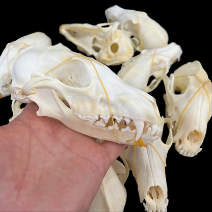 1-100 pcs Real Fox Skull Animal Bones Home Decor, Specimen Collectibles Study, Special Gifts DIY