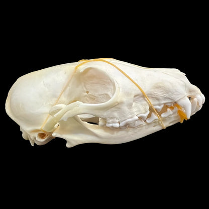 1-100 pcs Real Fox Skull Animal Bones Home Decor, Specimen Collectibles Study, Special Gifts DIY