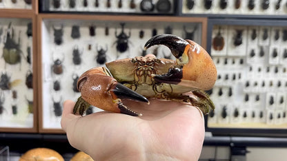 Menippe Rumphii Real Crab Specimen Special Handicrafts Collectors Home Decor Ornament Desk Decoration Customized
